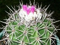 Melocactus curvispinus AHB96 cactus_road Venezuela ®JB coll.JPG
